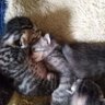 Güngör Şanlı profil fotoğrafı