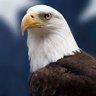 Profilbild von The Eagle is coming