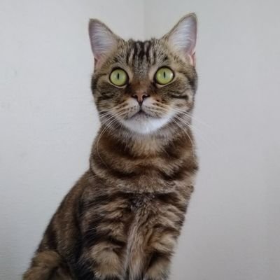 ∠和泉まゆ's profile picture