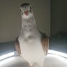 Profilbild von Sophie The Pigeon