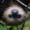 Gran Churuquita's profile picture