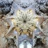 Grxnazari profil fotoğrafı