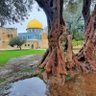 Kareem Abu Rayya profil fotoğrafı