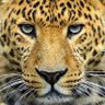 Anton Feiertag's profile picture