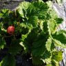 野菜 的头像