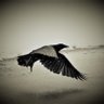 Malc profil fotoğrafı