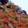 Msasa Trees 的头像