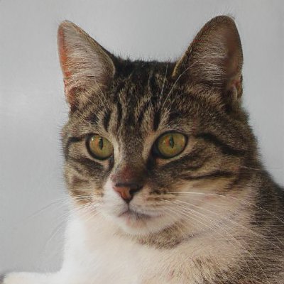 TeresaBesherse3's profile picture