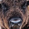 JDBuffalo's profile picture