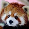 Фото профиля Red Panda Enthusiast