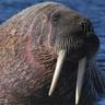 Profilbild von Kevin Ross