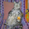 akaneko profil fotoğrafı