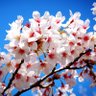 道化師-𝑷𝑰𝑬𝑹𝑹𝑶𝑻- profil fotoğrafı