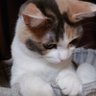ラジり's profile picture
