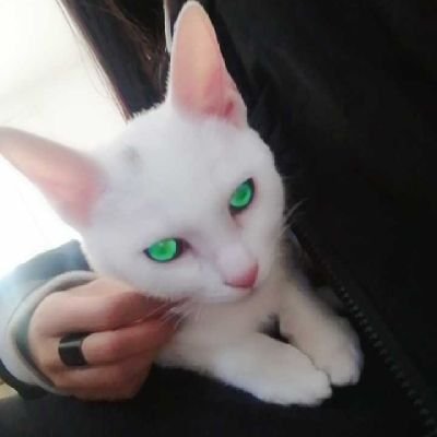 yuewei2022's profile picture