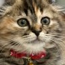 猫の楽丸😈 的头像