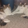 Jamjamcat profil fotoğrafı