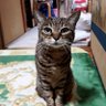 クリ🐱🌈チャッピー🐶🌈's profile picture