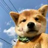 無忌不姓張's profile picture