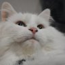 Tommy's profile picture