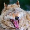 Sneaky coyote profil fotoğrafı