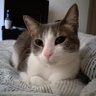 gata Pisc 的头像
