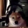 Profilbild von dobby