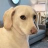 Thomas's profile picture