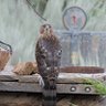 Alma L profil fotoğrafı
