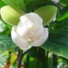Astomo Tomo 的头像