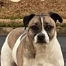 Profilbild von Eli the American Pit Bull Terrier