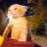 bababoy 的头像