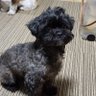 シープー profil fotoğrafı