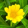 🌼Saná🌼's profile picture