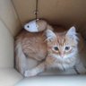 Фото профиля (´(ェ)`)よるねこ