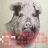 Profilbild von Animal Farm