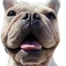 Profilbild von bulldogstreamsofficial