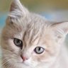 にゃいん😼副業研究家 profil fotoğrafı