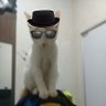 heisencat profil fotoğrafı