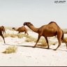 العتيبي profil fotoğrafı
