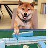 まいちぃまいちぃ😋 的头像