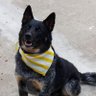 Diesel Dog profil fotoğrafı