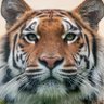 ✨HedgeEgo✨ profil fotoğrafı