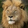 Nidham profil fotoğrafı