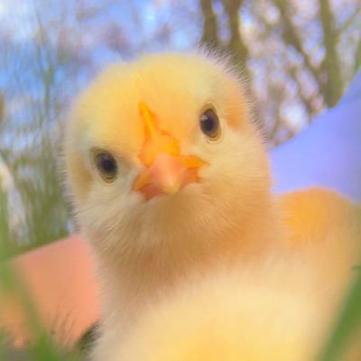 노을's profile picture