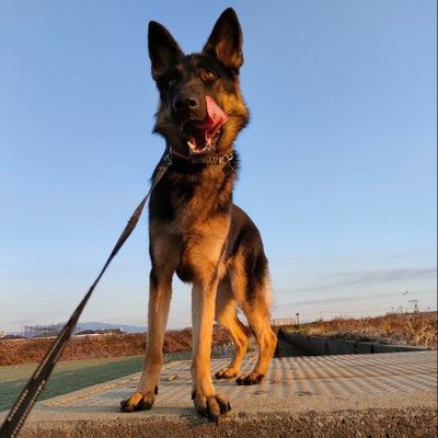 ミラ🐺ジャーマンシェパード's profile picture