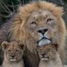 Profilbild von Lion Cub Father