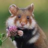 Profilbild von Ceci