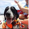 Фото профиля Rick Wilson’s Dog