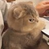 芹泽多么穷 profil fotoğrafı